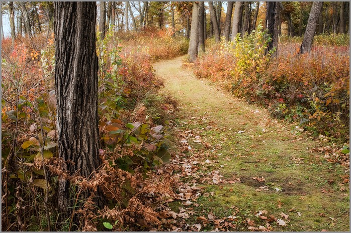 A Walk in the woods WEB