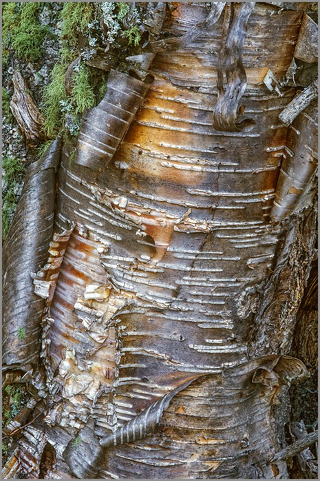 Birch detail 2 WEB