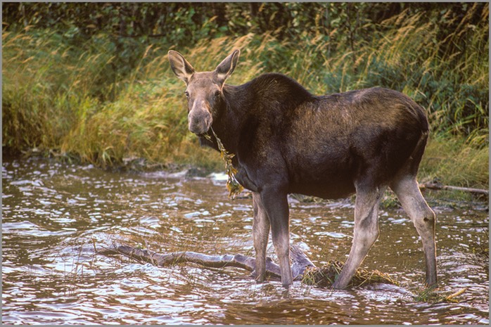 Cow moose feeding IR WEB