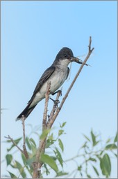 Eastern Kingbird WEB