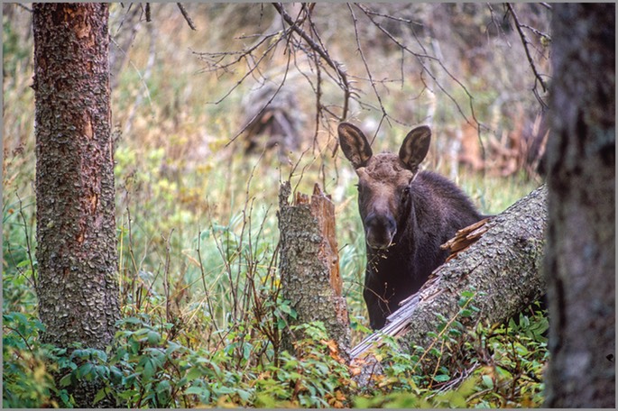 Moose calf Isle Royale ADJ copy