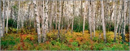 North Shore Birch WEB