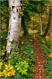 Pathway WEB