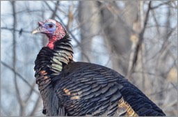 Wild Turkey WEB