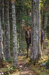 Young bull moose IR WEB